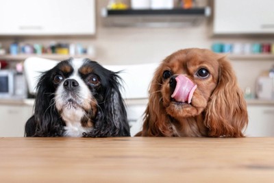 テーブルの下から顔を出す犬たち