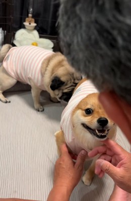 注意を聞く犬