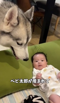 お兄ちゃんになりました！