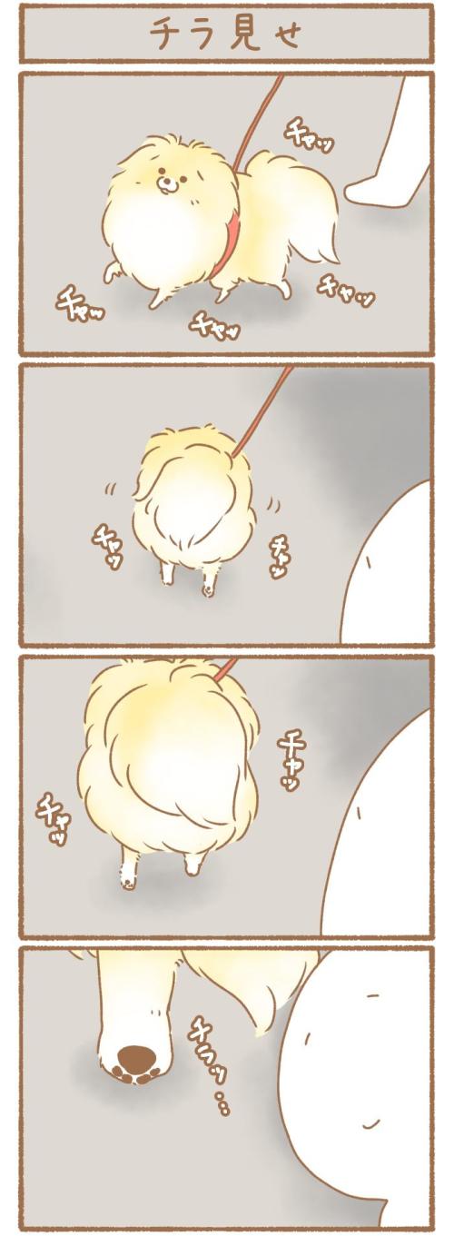 ただの犬好きです。【第336話】