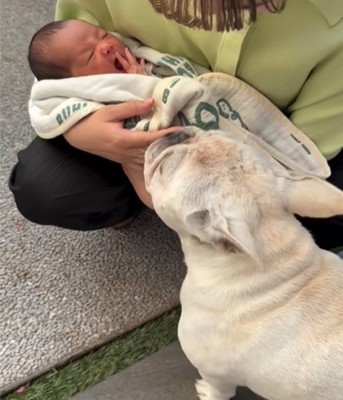 赤ちゃんを見る犬3