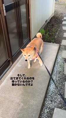 名残惜しそうに立ち止まる犬