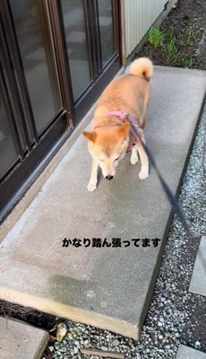 後ろ足に力を込めて踏ん張る犬