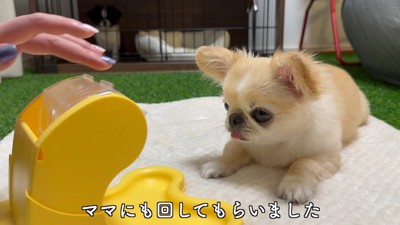 知育おもちゃで遊ぶピノちゃん&パルムちゃん5