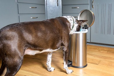 ゴミ箱に顔を突っ込む犬