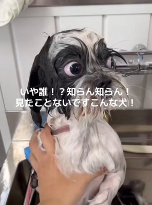 シャンプー後の犬