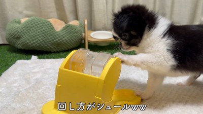 知育おもちゃで遊ぶピノちゃん&パルムちゃん9
