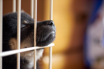 ケージに顎を置いて眠る子犬