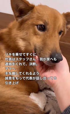 撫でられる