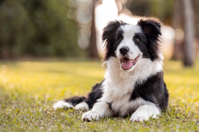 笑顔の犬