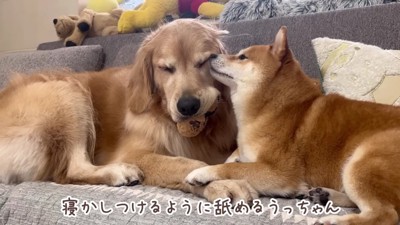 おからちゃんの毛づくろい