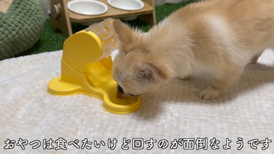 知育おもちゃで遊ぶピノちゃん&パルムちゃん3