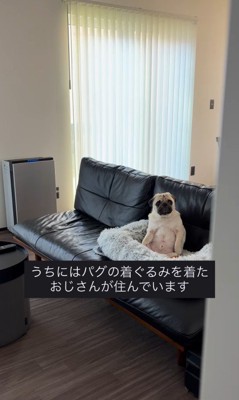 人間のように座るまめぞう君2