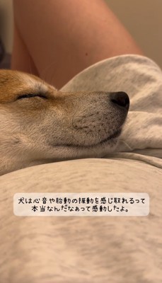 女性のお腹に顔を乗せて目をつむる茶色い犬