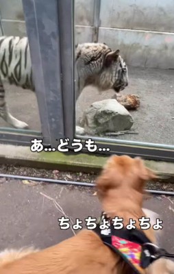 「やばいやばいやばい!!」
