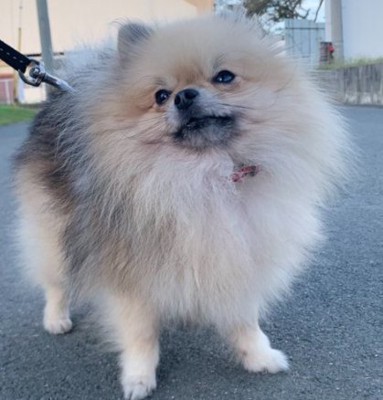 表情
