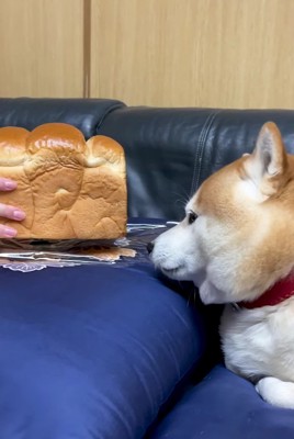 パンにそっくりな柴犬の前で『食パンをなでなでしてみた』結果…愛おしすぎる『まさかの反応』が1009万再生「嫉妬w」「虚無で草」現在の姿も