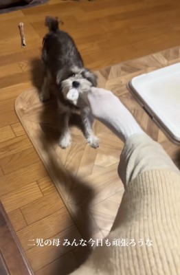 靴下をくわえる犬