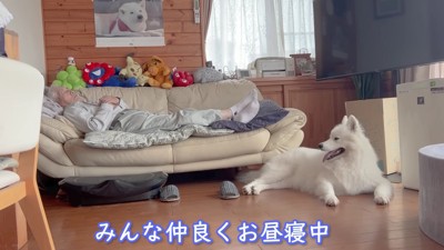 みんなでお昼寝