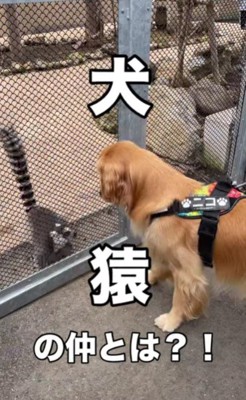 犬好きな猿さん!