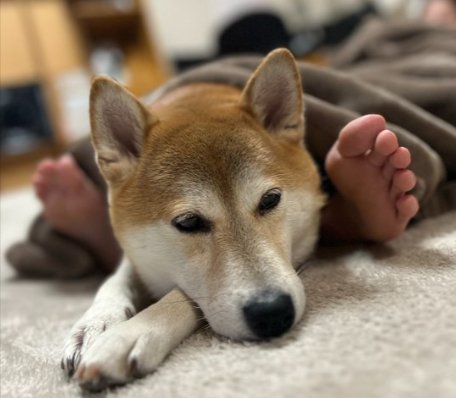 布団で寝ているお父さん→隣に柴犬が入って…あまりにも人間すぎる『寝方』に1万いいね集まる「長年連れ添った夫婦感w」「羨ましすぎる」