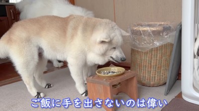 アイスちゃんと並んで遅い朝食
