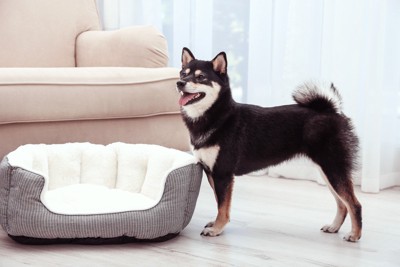 犬用ベッドのそばに立つ柴犬