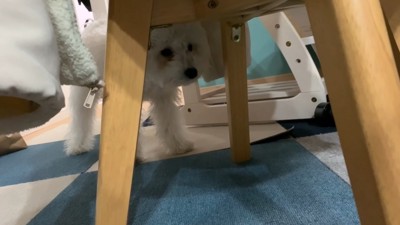 動く犬のおもちゃを見たいちごちゃん＆ミルクくん6