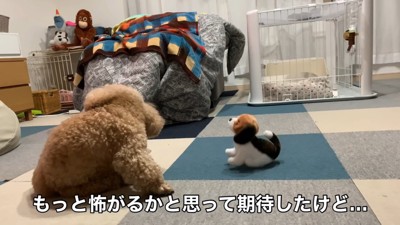 動く犬のおもちゃを見たいちごちゃん＆ミルクくん2
