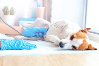 聴診器を当てられる犬