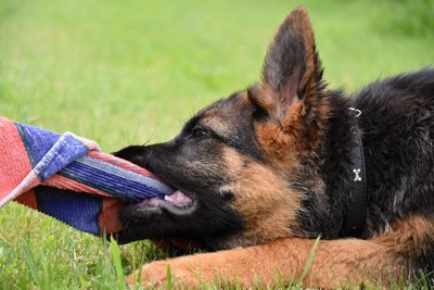 飼い主の女性に抱っこされセーターを噛むフレブル