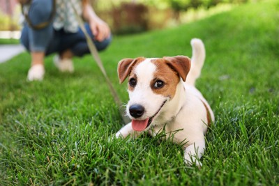 芝で休む犬、背後に飼い主