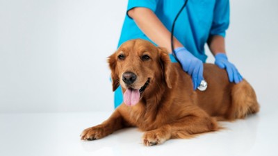 獣医に診察される犬
