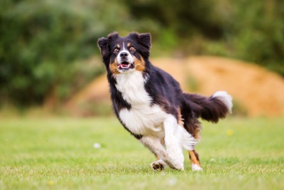 走る犬