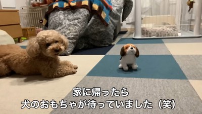 動く犬のおもちゃを見たいちごちゃん＆ミルクくん