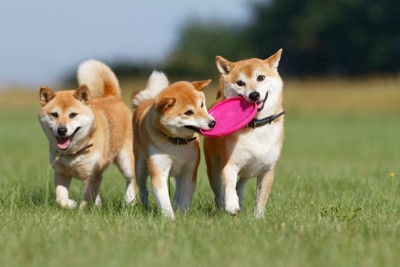 遊んでいる3匹の犬