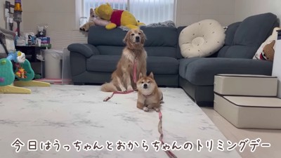 トリミングした豆柴とゴールデンレトリバー→帰宅すると、1歳の女の子が…愛に溢れた『まさかの行動』が59万再生「素敵」「めちゃ嬉しそう」