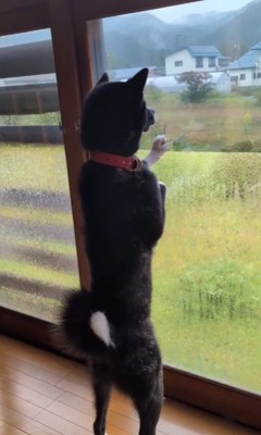 窓の外を眺めるわんこは…？