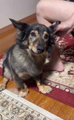 元保護犬のマックくん