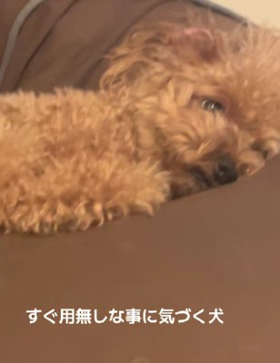 「まったく起こさないでよ～」