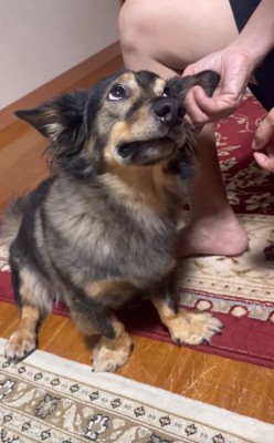 おばあちゃんを見るマックくん2