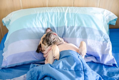 枕に頭をのせ手寝る犬