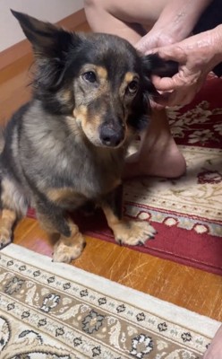 白目になり始めるマックくん