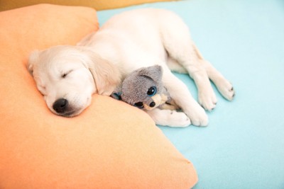 ぬいぐるみを抱えて眠る子犬
