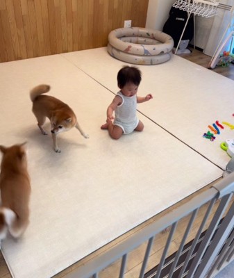 追いかけっこを楽しむ2匹