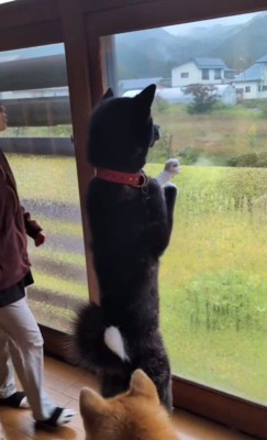 黒柴と茶柴かな？