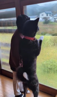 実は秋田犬でした！