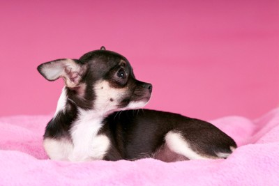 じっと天井を見つめる犬