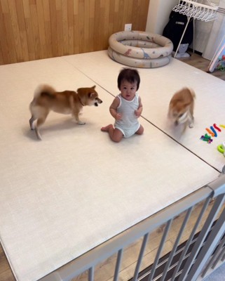 決して息子さんにぶつからない!