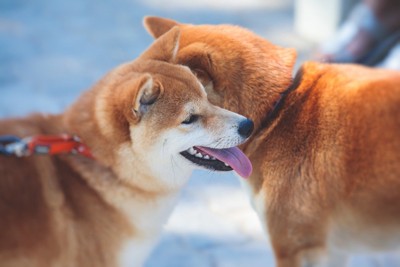 2匹の柴犬